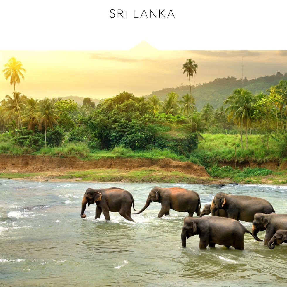 Wildlife, Elephant, Nature, Elephants and Mammoths, Natural landscape, Terrestrial animal, Indian elephant, Herd, Adaptation, Working animal, 