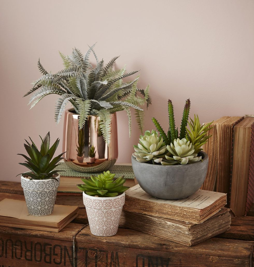 Flowerpot, Houseplant, Plant, Cactus, Flower, Botany, Room, Succulent plant, Terrestrial plant, Landscape, 