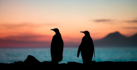 Dit was tijdens een prachtige zonsopgang op een vroege ochtend in de St Andrews Bay op South Georgia Island Er stonden twee koningspinguns tussen mij en de kleurrijkste zonsopgang die ik ooit heb gezien Ik ben blij dat ik dit moment heb vastgelegd zodat ik het nooit zal vergeten het was absoluut een unieke ervaring