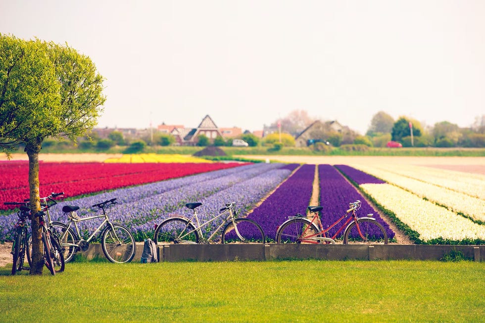 op de van gogh route kom je langs landschappen die je terugvindt in de werken van de beroemde kunstenaar