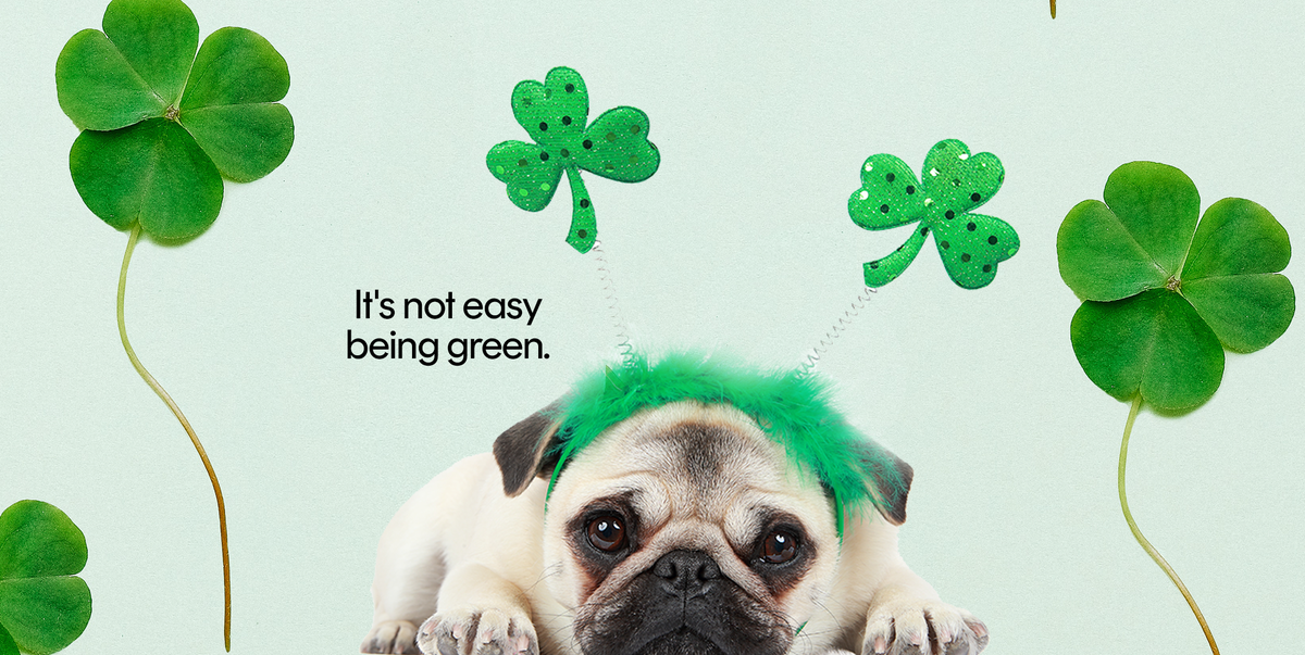 70 Saint Patrick\'s Day Instagram Captions - St. Patrick\'s Day ...