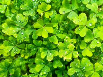 st patricks day captions