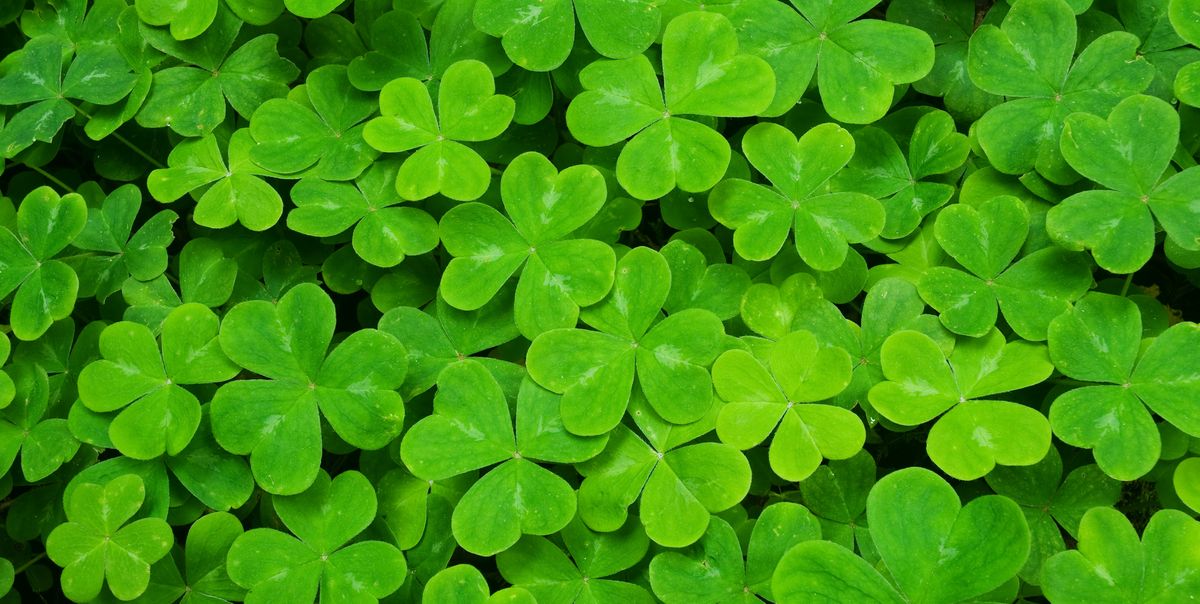 https://hips.hearstapps.com/hmg-prod/images/st-patricks-day-facts-1547672521.jpg?crop=1.00xw:0.752xh;0,0.153xh&resize=1200:*