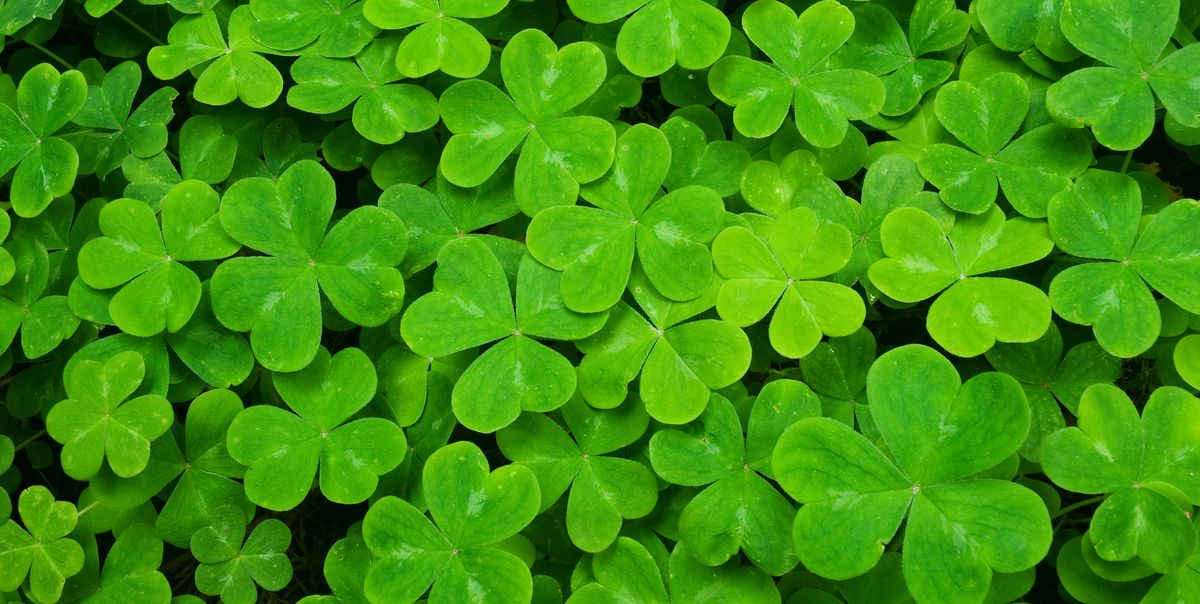 St. Patrick's Day Facts - History About St. Patrick's Day