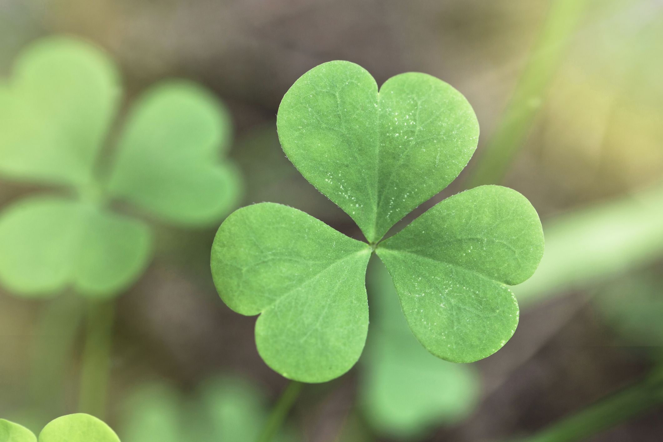 Saint Patrick's Day, History, Traditions, & Facts