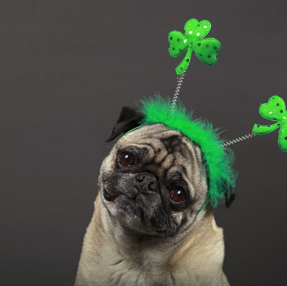 120 Best St. Patrick's Day Captions 2024: Catchy, Funny & Cute Ideas