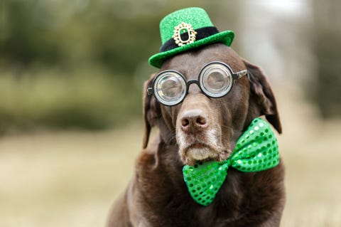 Funny St Patricks Day Images 55 Best St. Patrick's Day Jokes - Funny St. Patrick's Day Jokes For Kids Funny St Patricks Day Images 55 Best St. Patrick's Day Jokes - Funny St. Patrick's Day Jokes For Kids