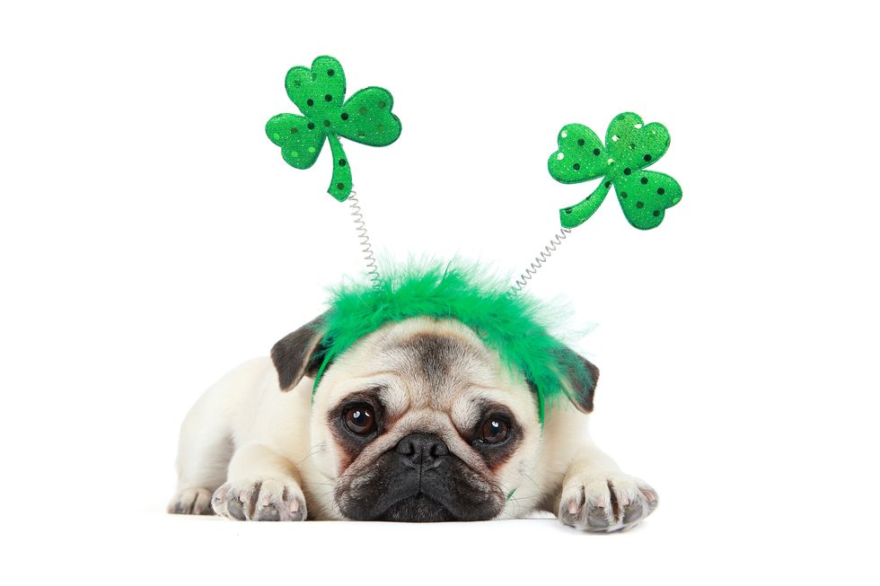 fawn pug puppy wearing st patricks day headband on a white background