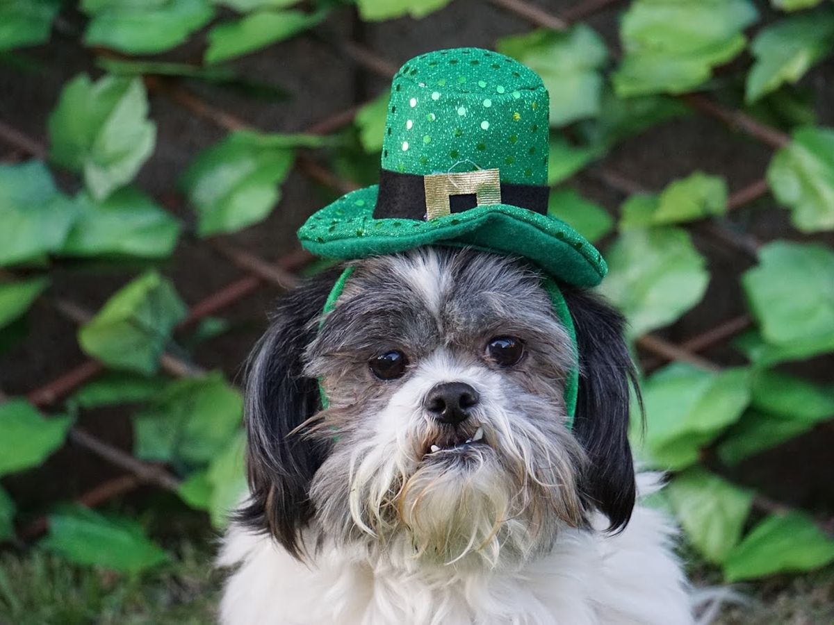 19 Best St. Patrick's Day Memes - Funny St. Patrick's Day Jokes