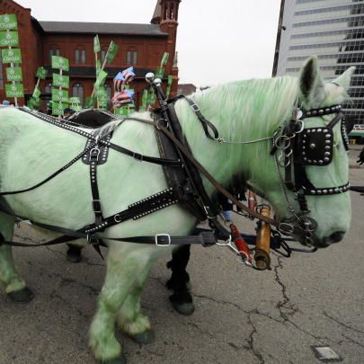 a green horse is hitched to a buggy with a driver holding onto the reins at the st patricks day parade in pittsburgh