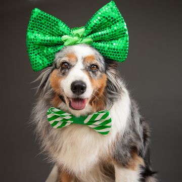 portrait of a miniature australian shepherd dog wearing a bow tie and bow on its head for st patricks day