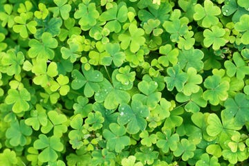 st patricks day quotes