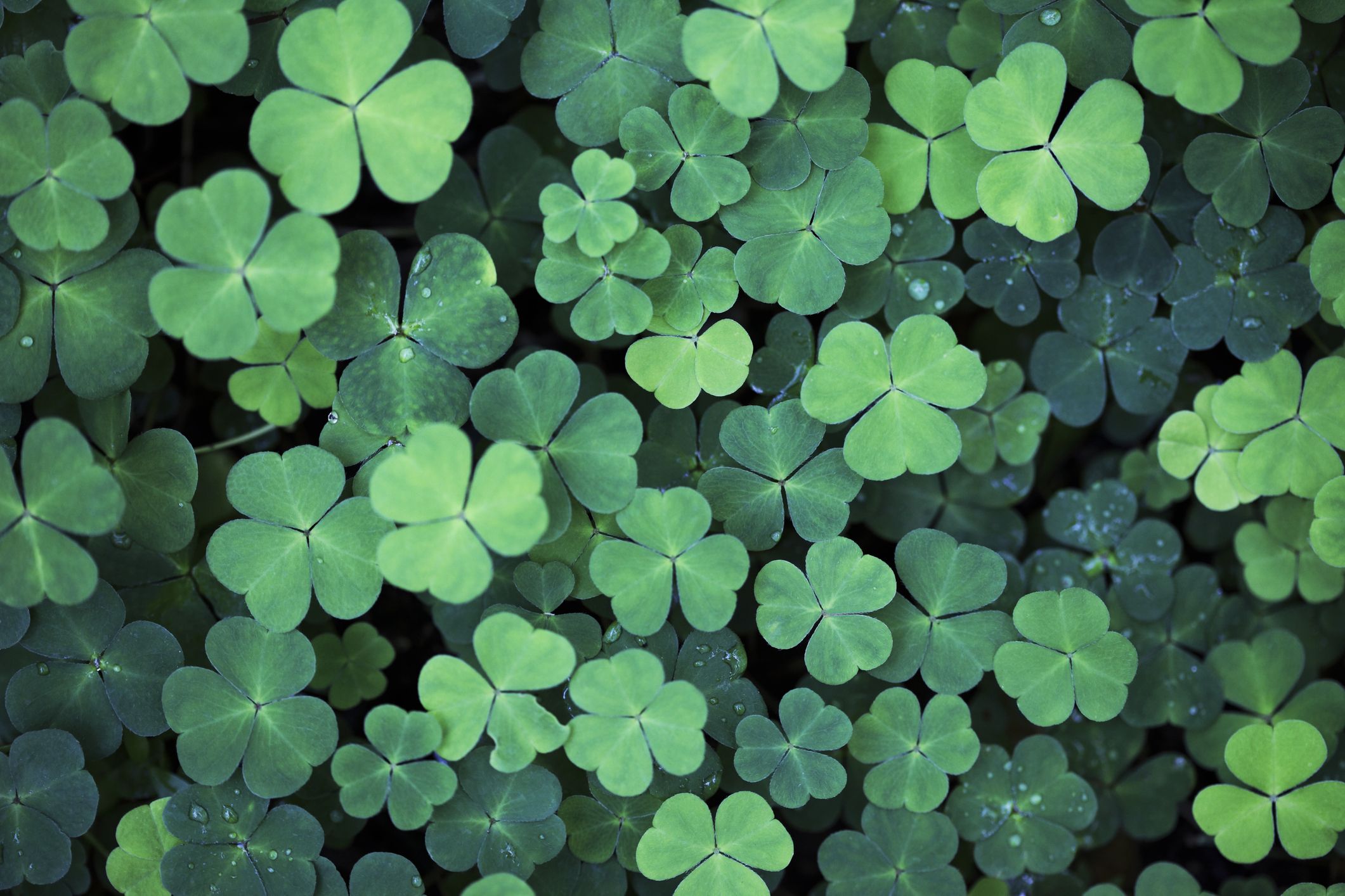 59 Best St. Patrick's Day Quotes - Irish Sayings for Good Luck