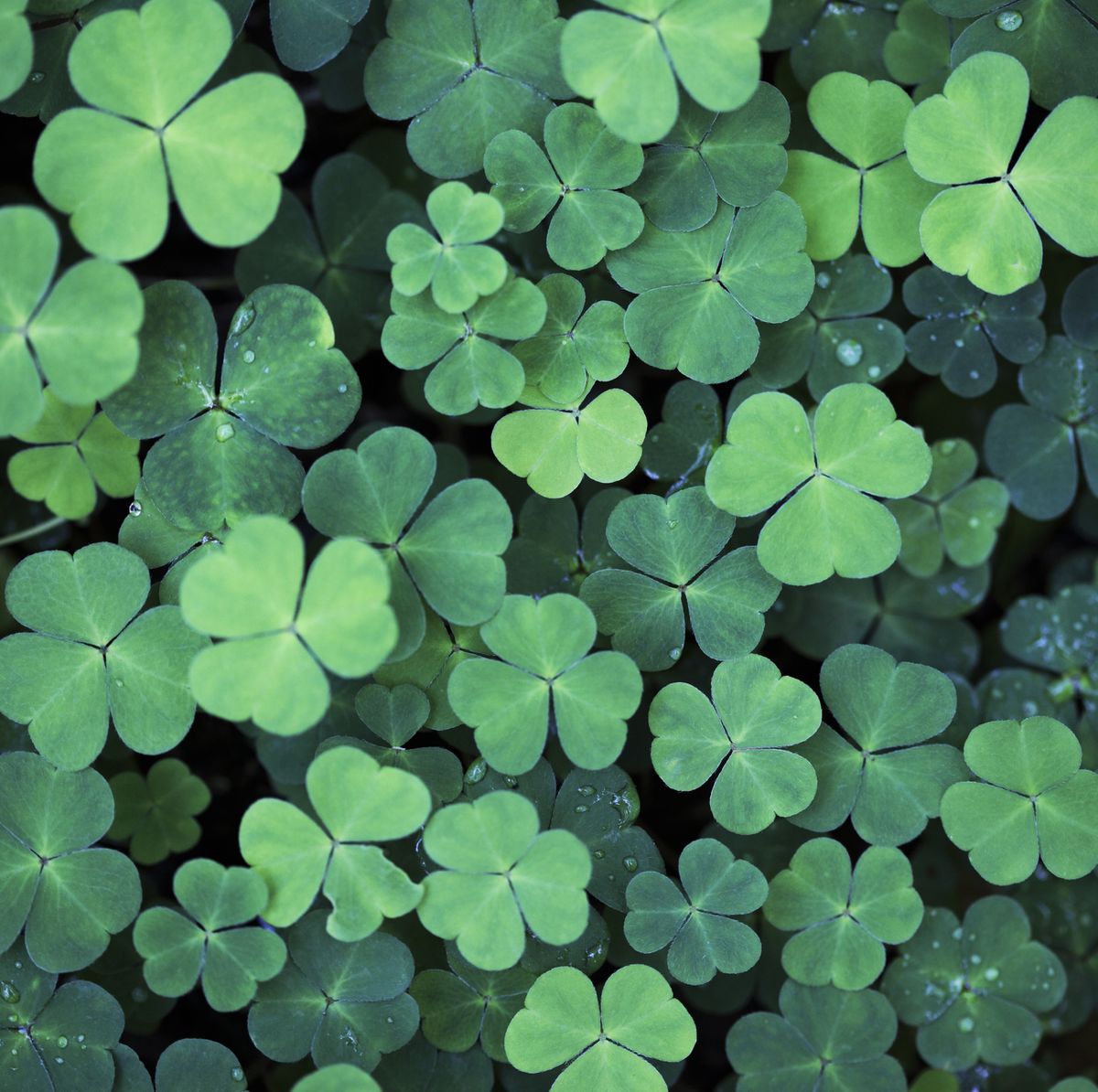 IRISH BLESSING _ St. Patrick's Day Quotes _ For each petal on the shamrock,  this brings a wish your way_ Good health, good luck, and happiness for  today and every day. 