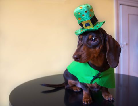 st patrick's day activities like dressing up the dog