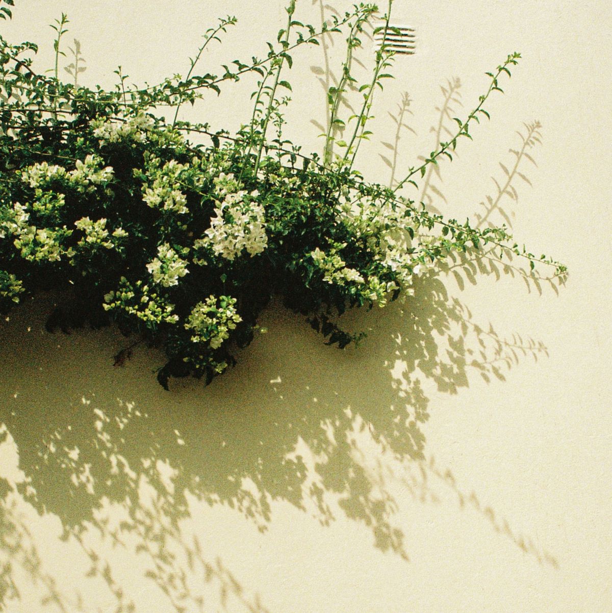 a green bush with white flowers