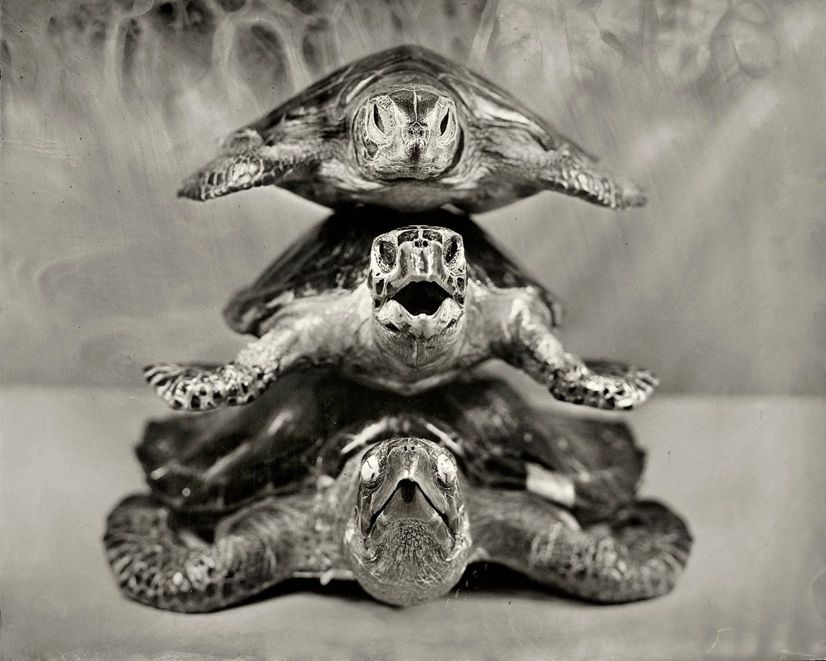 Omdat zeeschildpadden om hun eieren vlees en schild worden verhandeld staan alle soorten op de lijst met kwetsbare bedreigde of ernstig bedreigde dieren