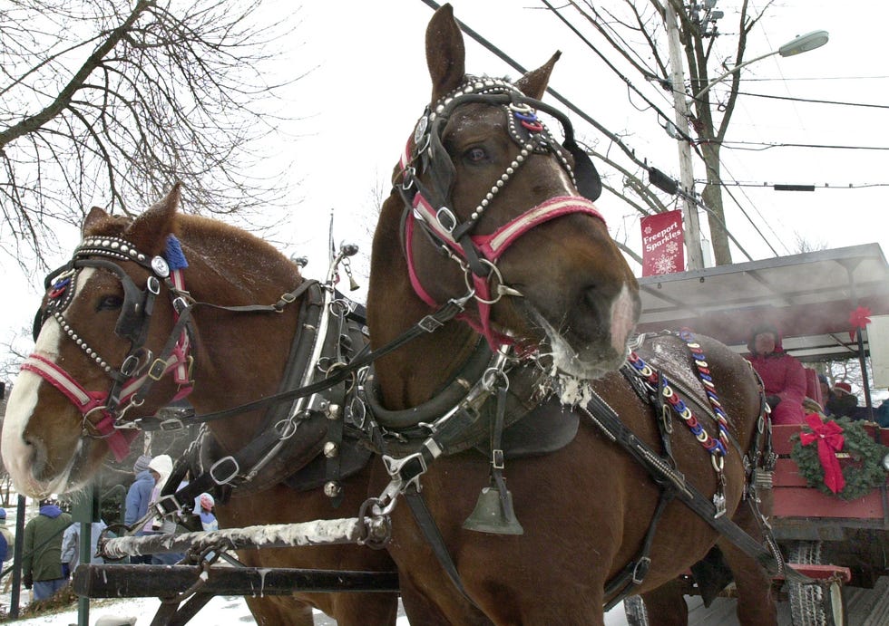 luther gray of new gloucester is seen through the breath of kate as he drives duke and kate ahead of