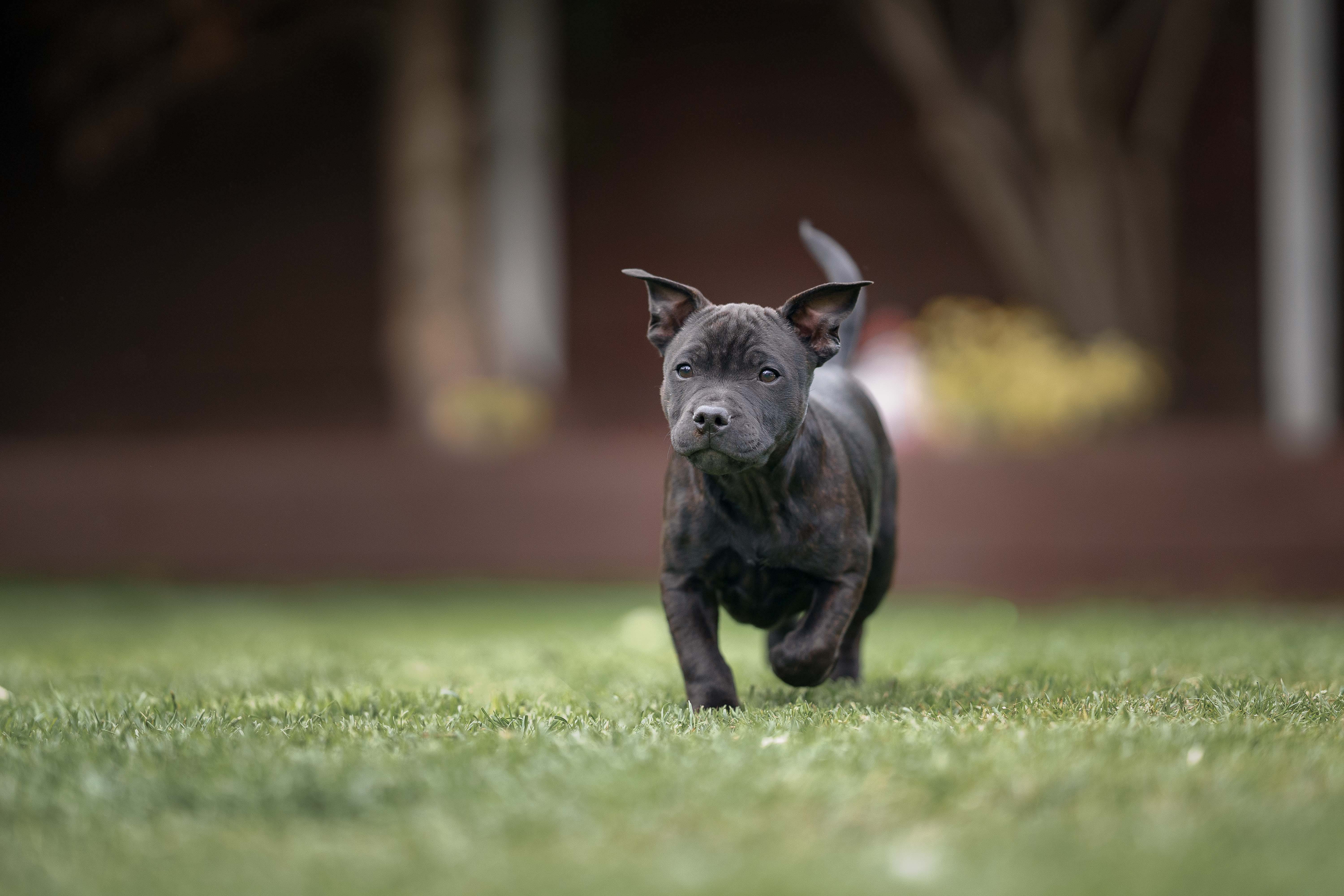 are bull terrier good family dogs