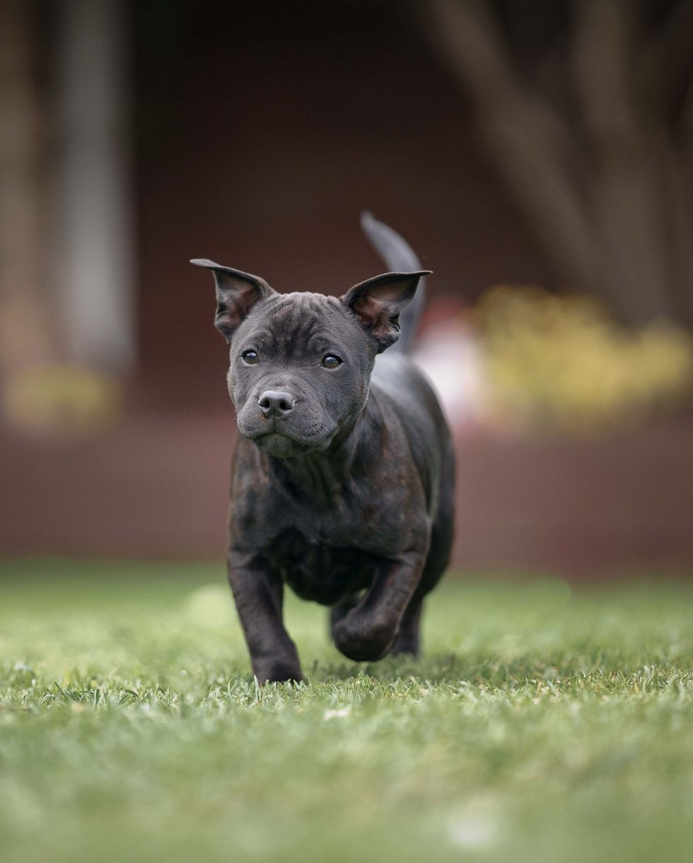 staffordshire bull terriers
