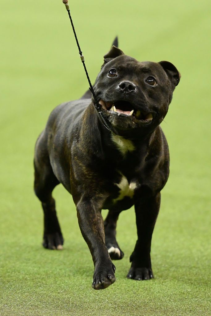 new york, new york february 12 the staffordshire bull terrier stan competes during terrier group judging at the 143rd westminster kennel club dog show at madison square garden on february 12, 2019 in new york city photo by sarah stiergetty images