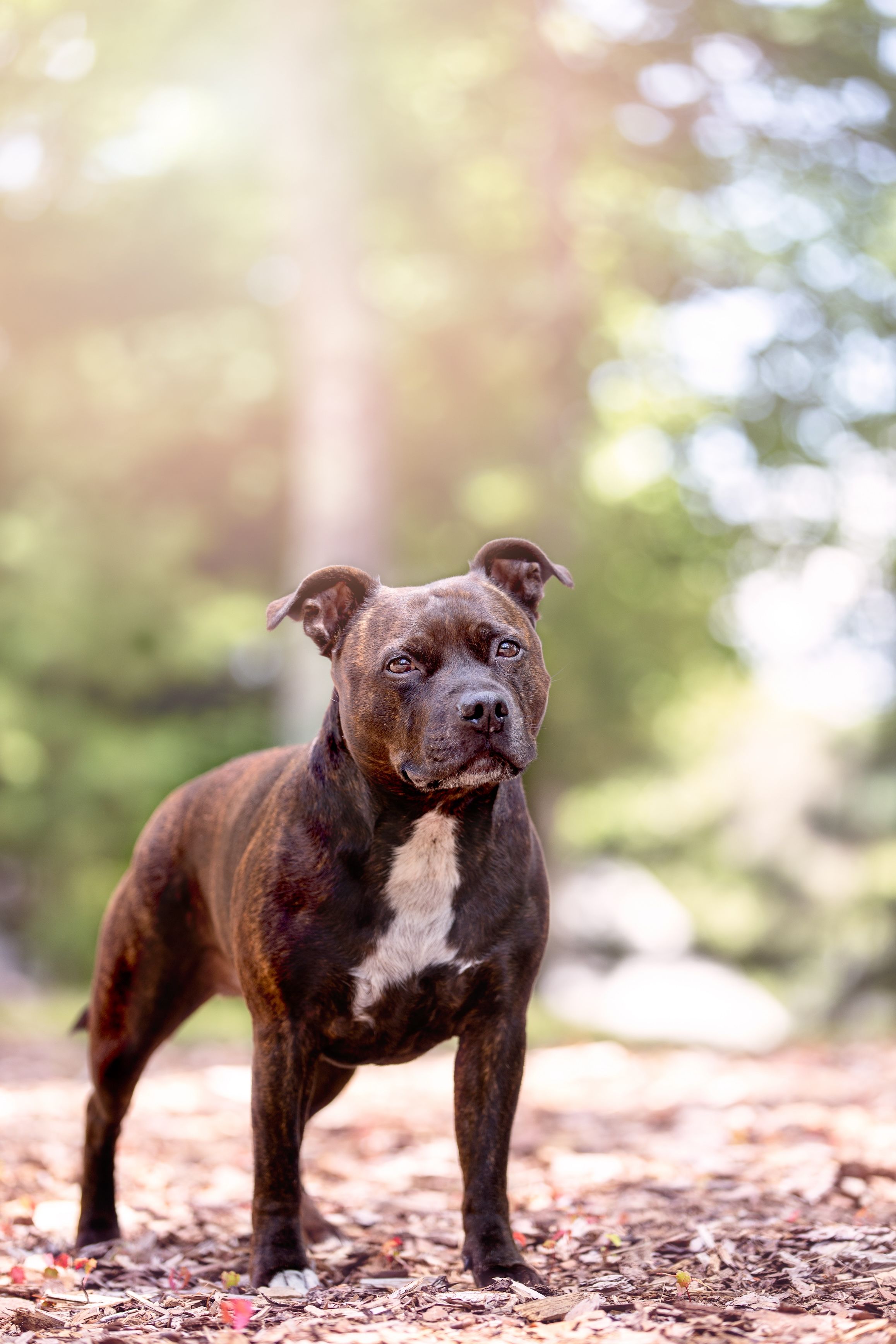 5 Brindle Dog Breeds With Beautiful Coats