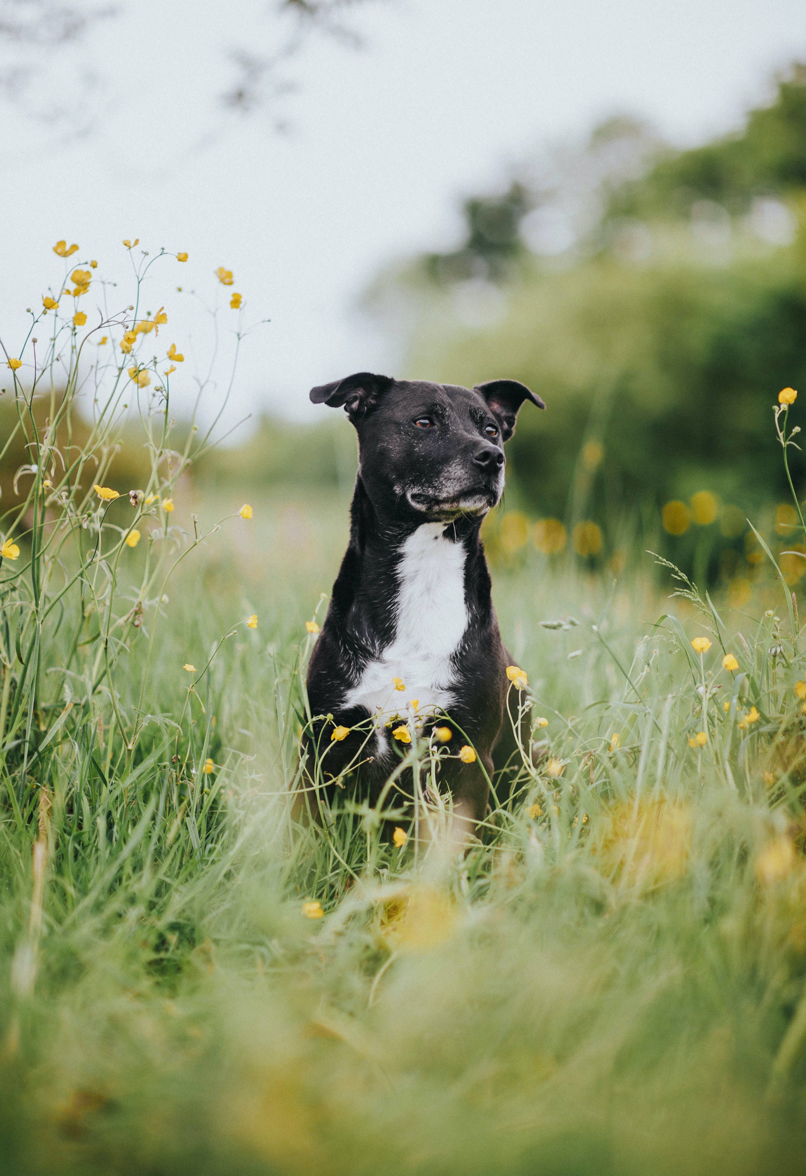 Bull terrier mix sales staffordshire