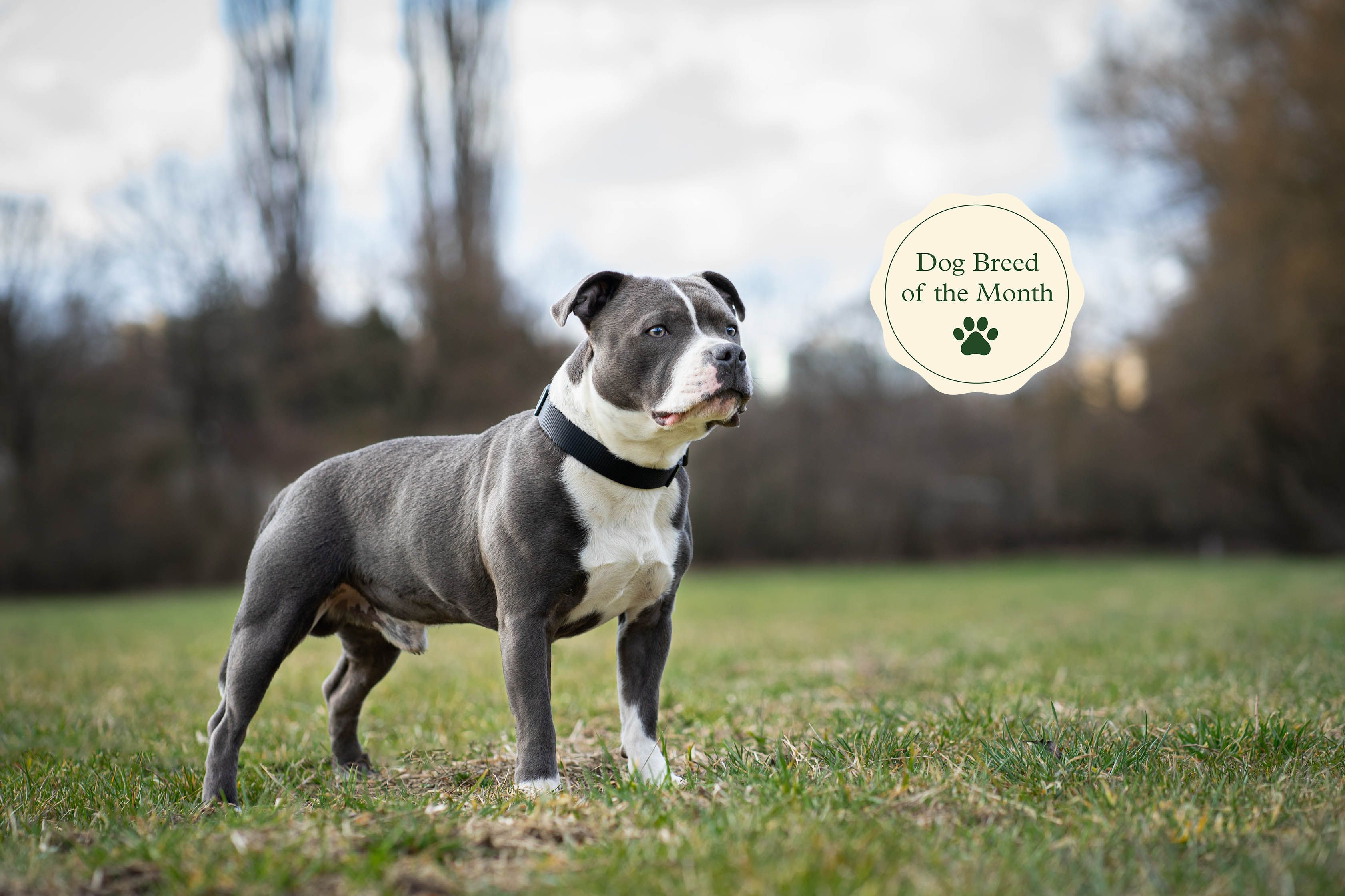 Staffordshire Bull Terriers Facts