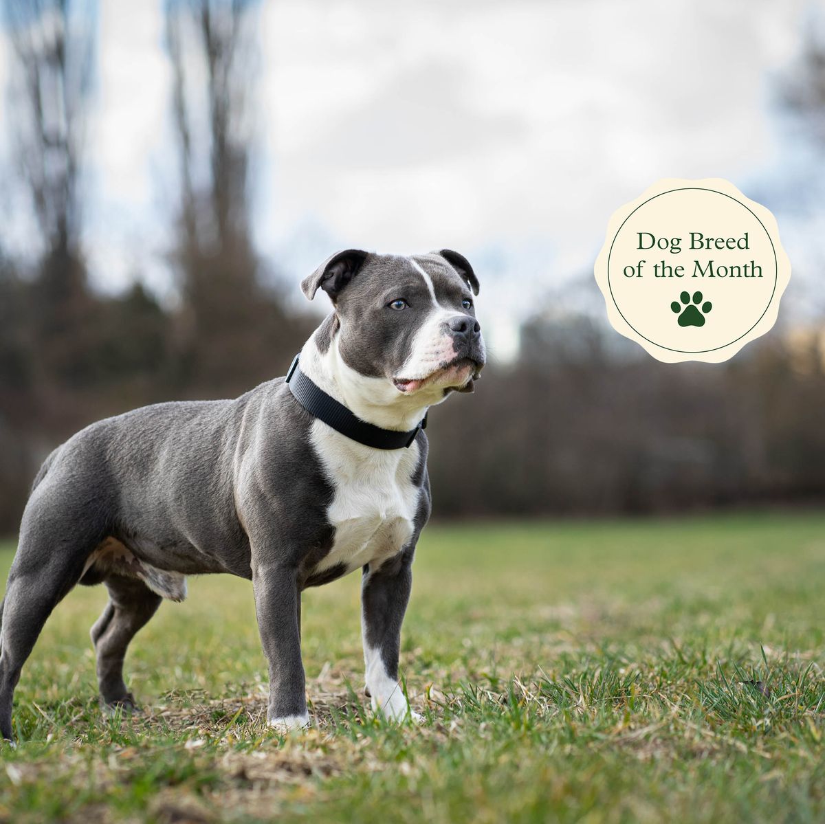Staffordshire Bull Terriers: Facts, Behaviour, Health Conditions