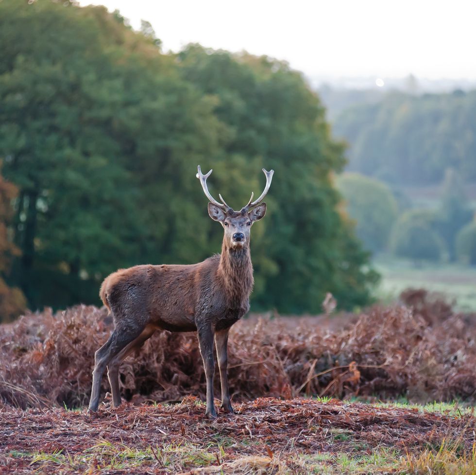 young stag at bradgate park