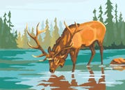 stag drinking water