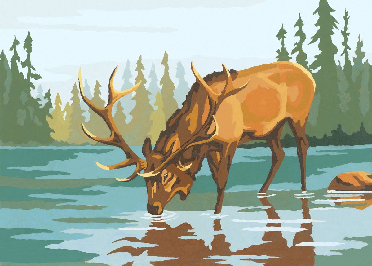 stag drinking water