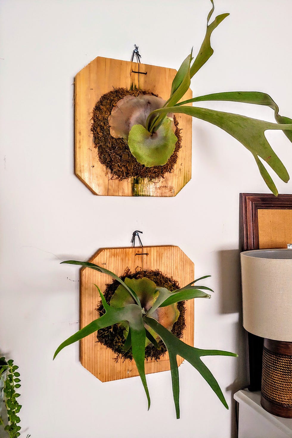 staghorn ferns mounted on wall