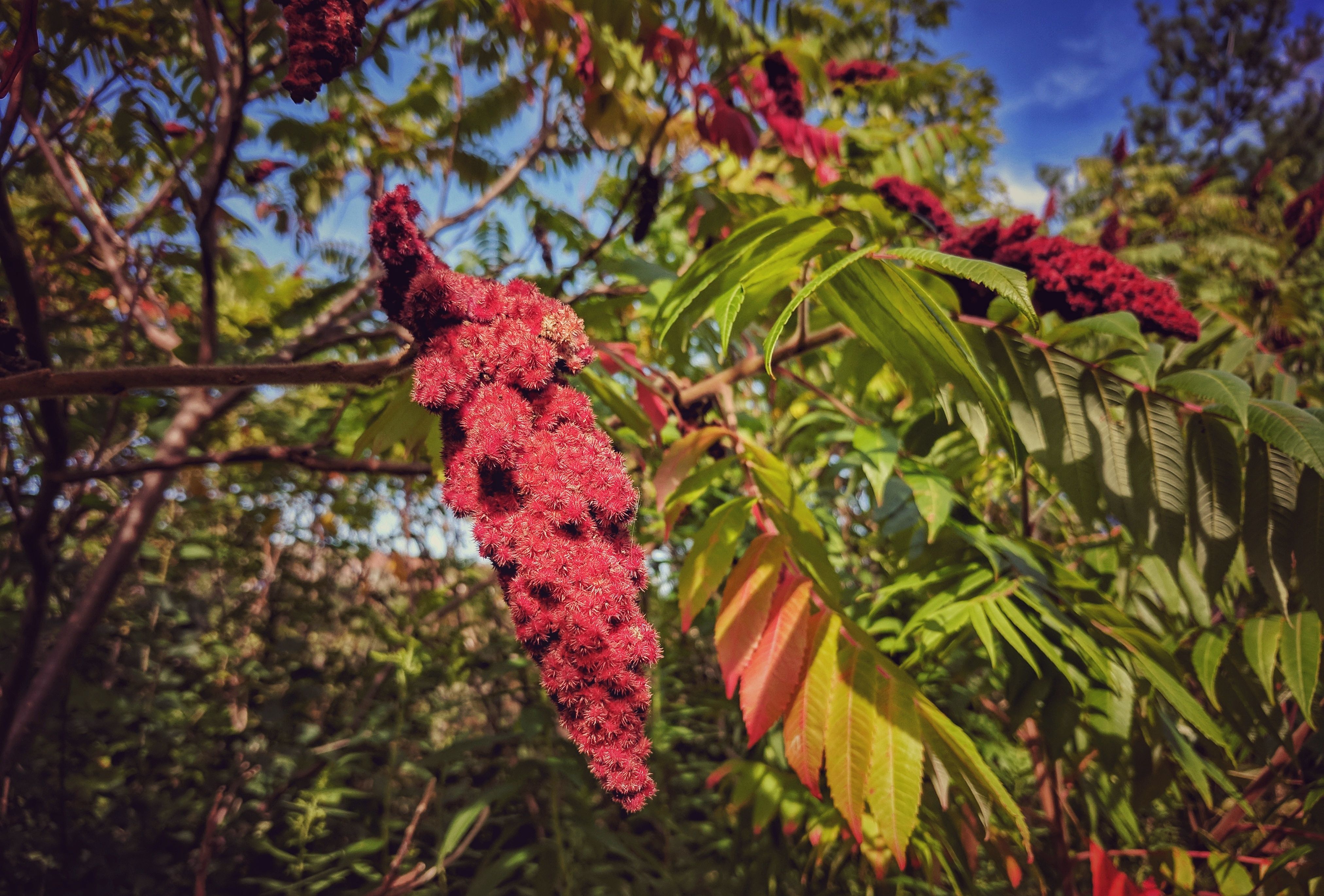 紅葉が楽しめるおすすめ庭木＆植物16選｜家の庭で美しい秋を堪能