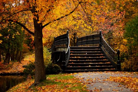 staircase amidst trees in forest during autumn