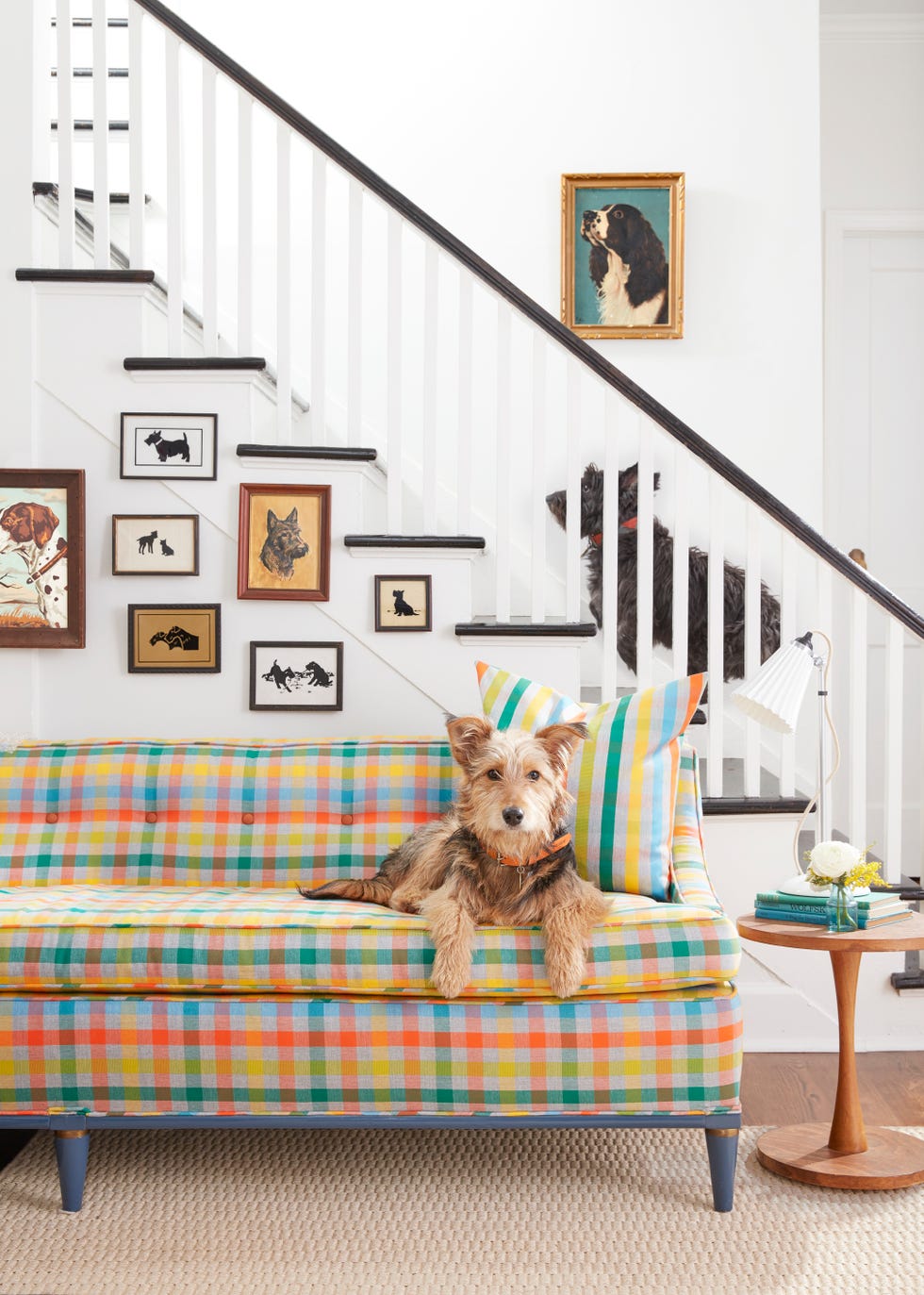 colorful plaid couch with dog perched on it and dog art on the white walls