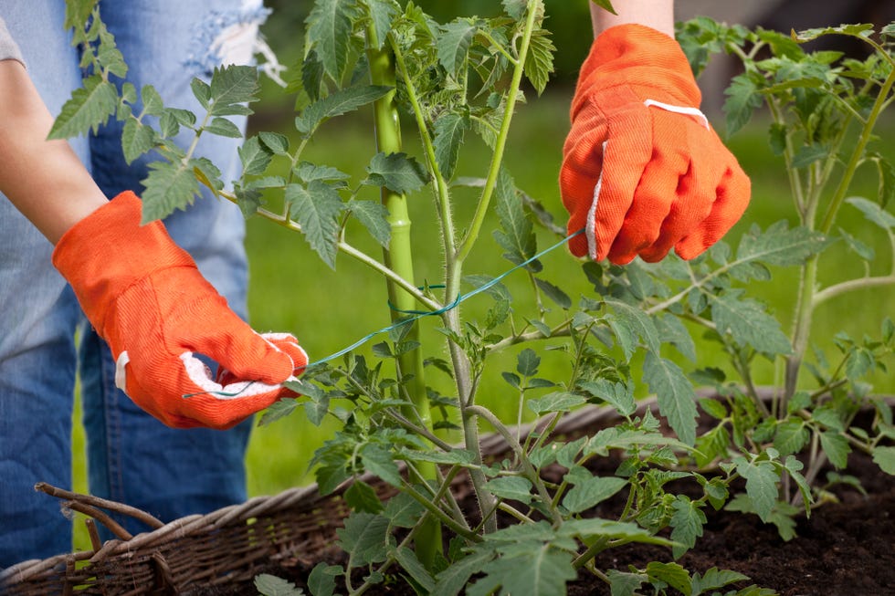 staking tomatoes
