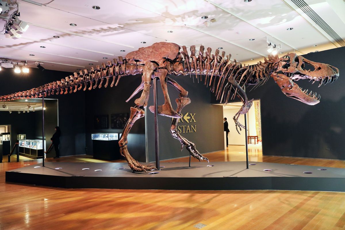 Het fossiel van eenTyrannosaurus rexmet de naam Stan wordt op 17 september 2020 gexposeerd in een zaal in het veilinghuis Christies in New York