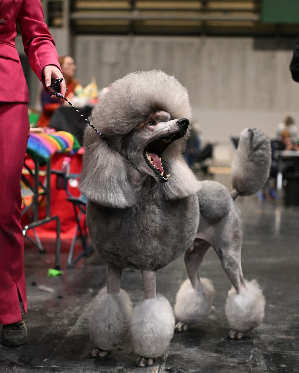 a standard poodle is prepared ahead of an appearance in the toy and utility class on the first day of the crufts dog show at the national exhibition centre in birmingham, central england, on march 7, 2024 photo by oli scarff afp