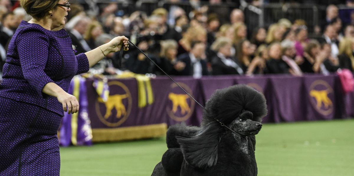 Westminster Kennel Club Dog Show Winner Ate McDonald's Before It