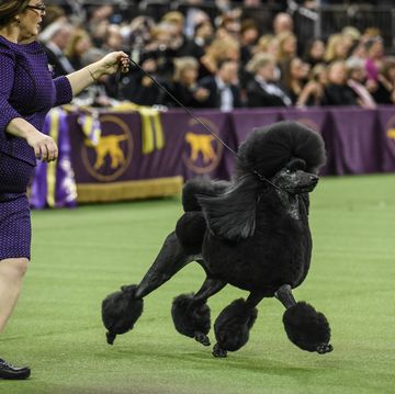 westminster kennel club hosts annual dog show in new york