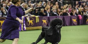 westminster kennel club hosts annual dog show in new york