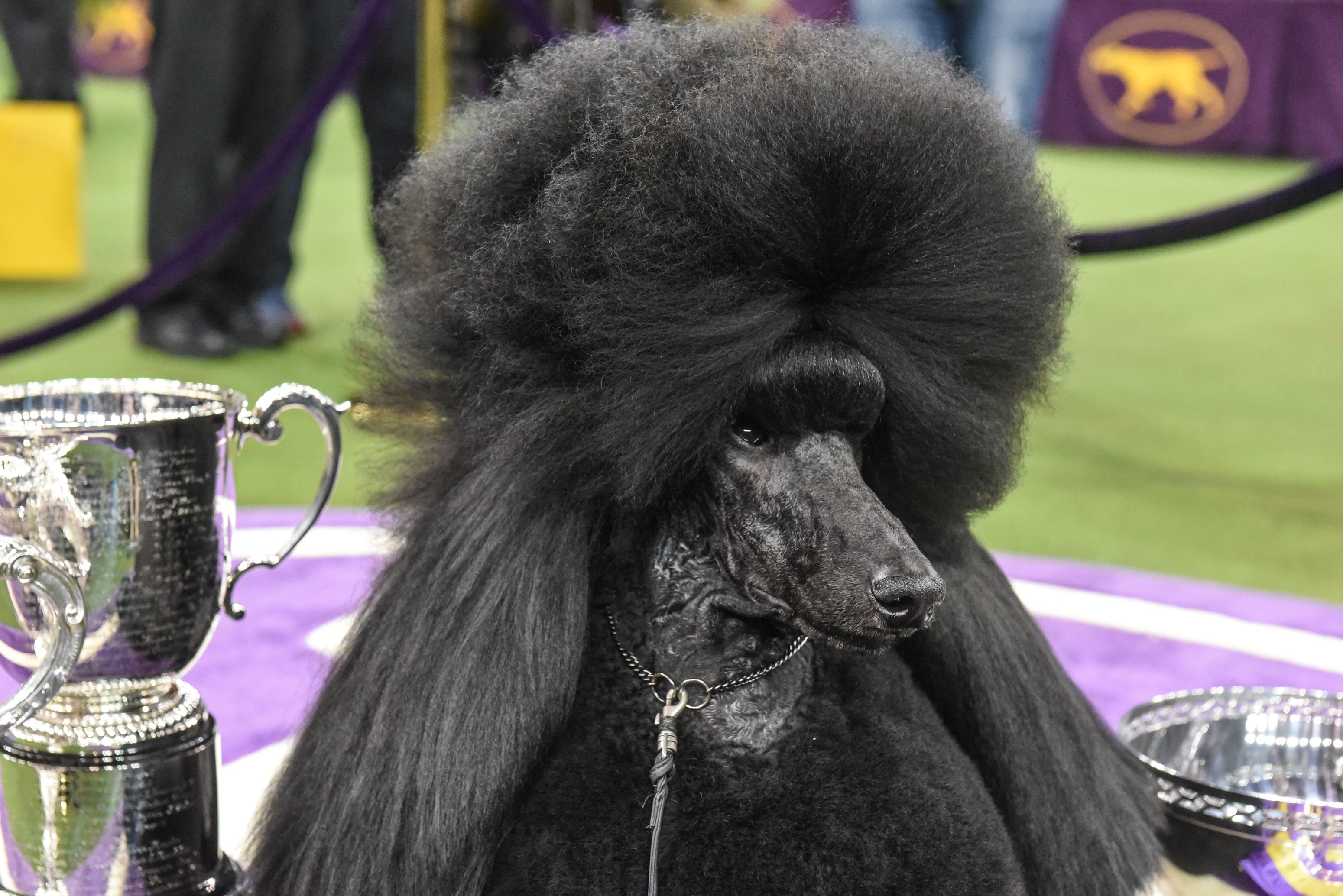 kennel club poodles for sale