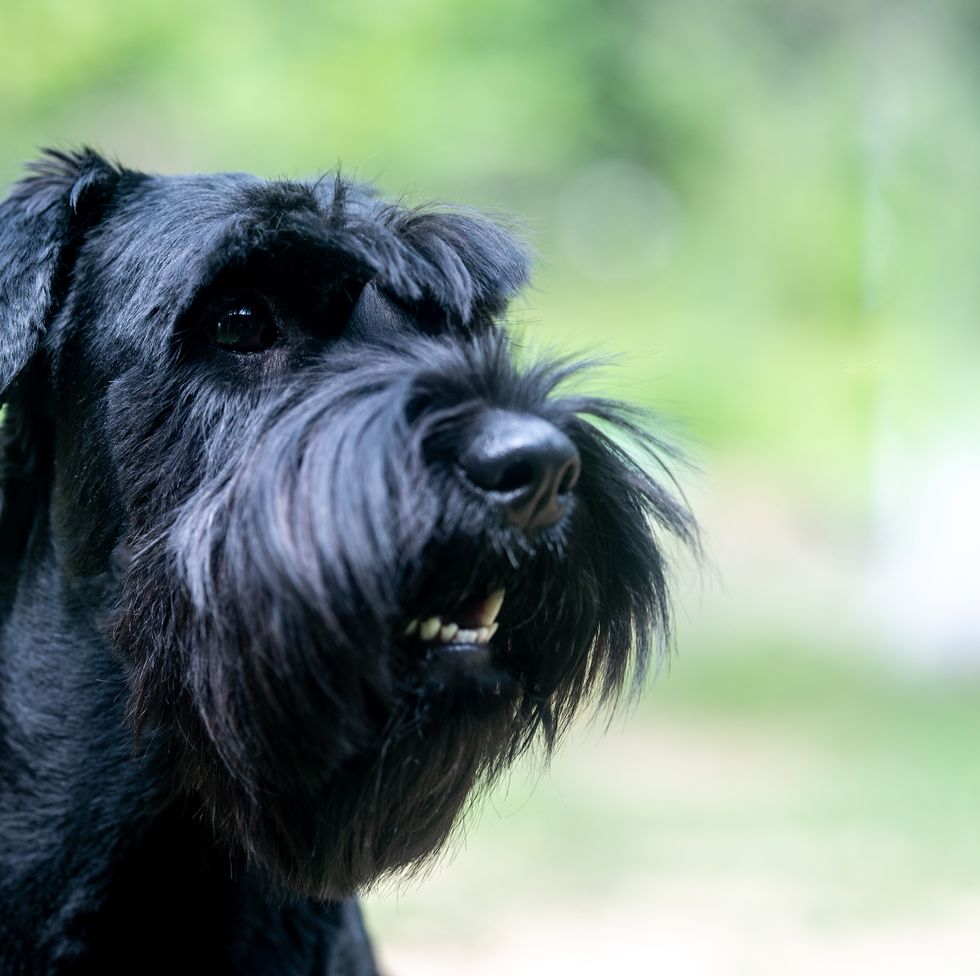 beautiful standard schnauzer on a green background looking in the distance