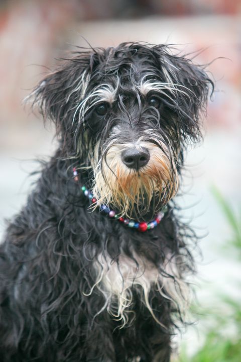 dogs that dont shed standard schnauzer