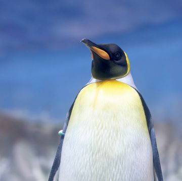 a standing king penguin with only half of its body upwards, white chest with yellow, black and orange beak, black and yellow head, the background is blurred