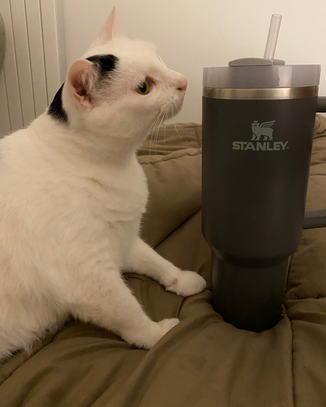 A Review of the Stanley Adventure Quencher - 5 Reasons Why I love