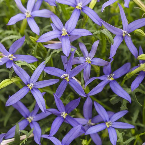 blue flowers star flower