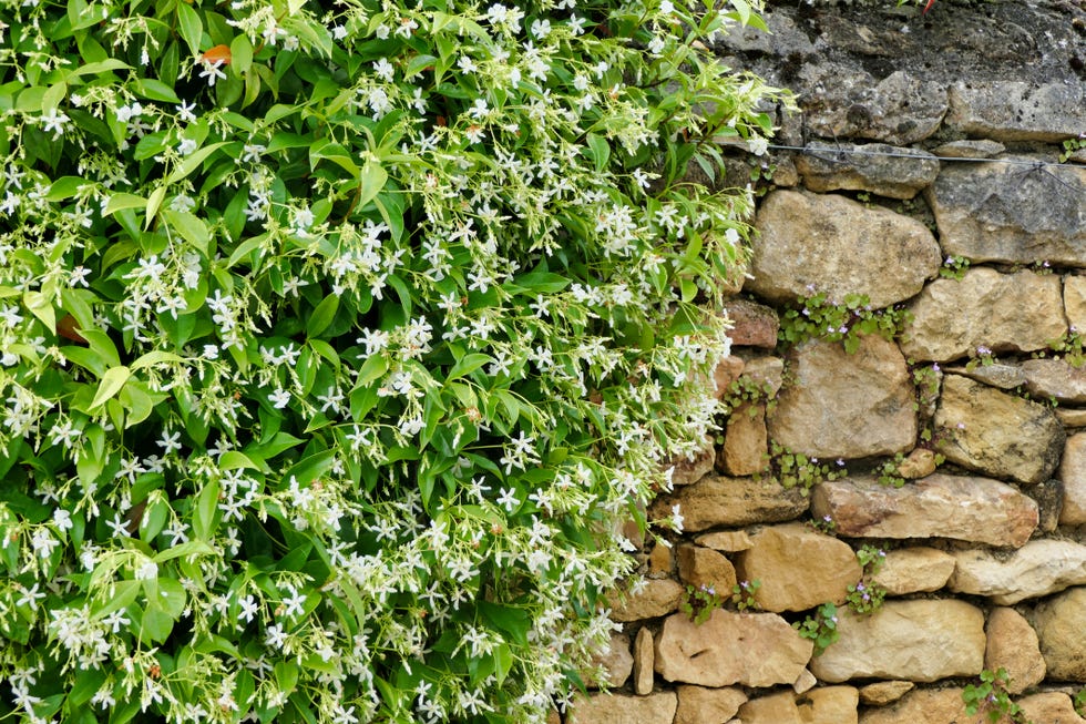 How to Grow and Care for a Star Jasmine Plant Custom Outdoor Sheds