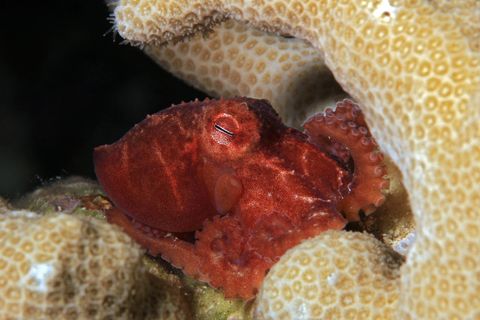 Star-sucker Pygmy Octopus